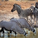 Aquila Game Reserve, Aquila Combo Safari