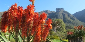 Hout Bay & Kirstenbosch Gardens