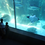 Family fun Two Oceans Aquarium
